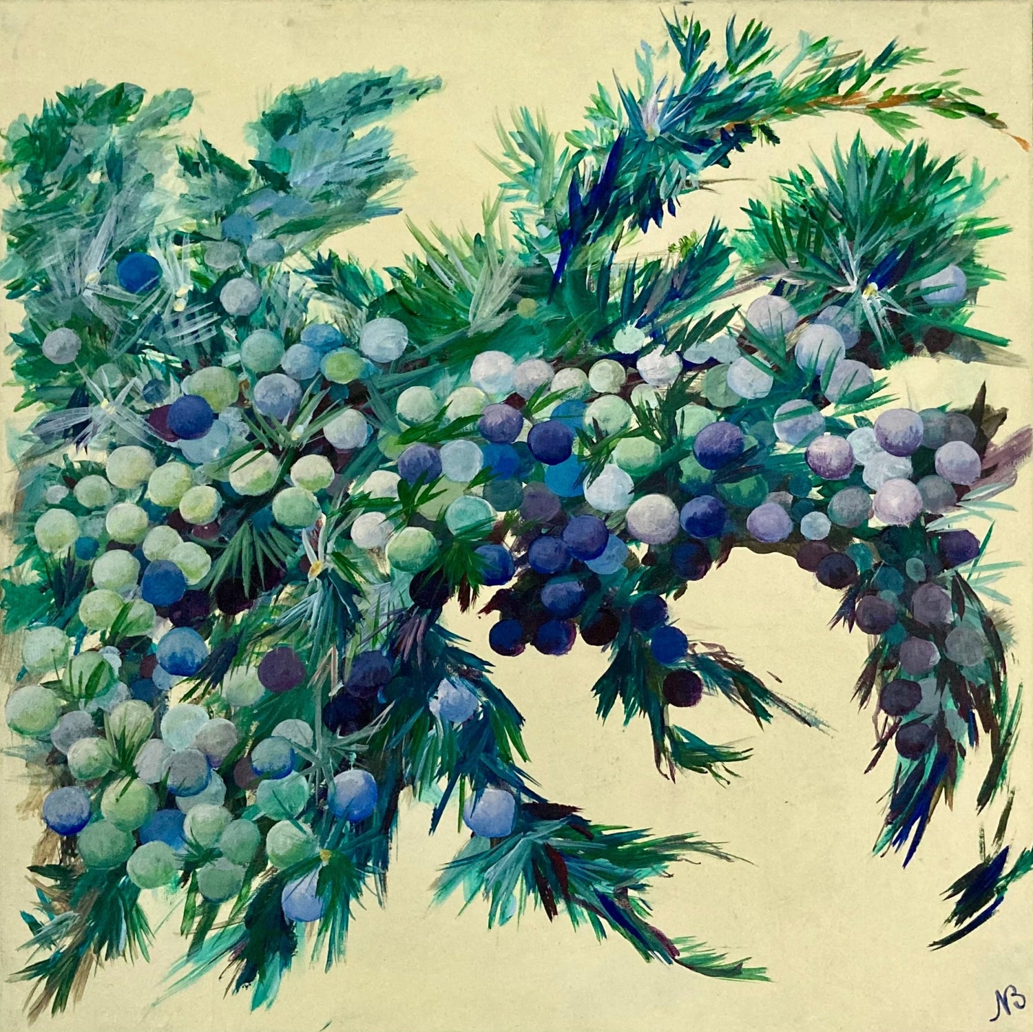 Juniper