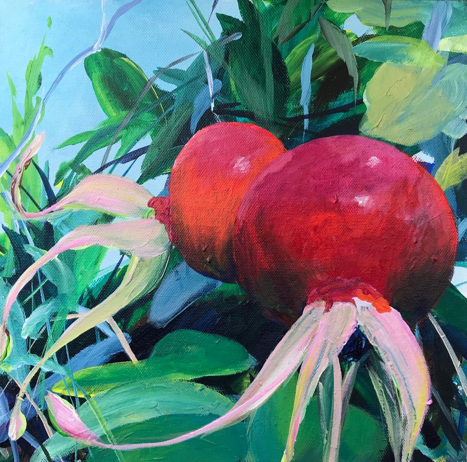 Rose hips